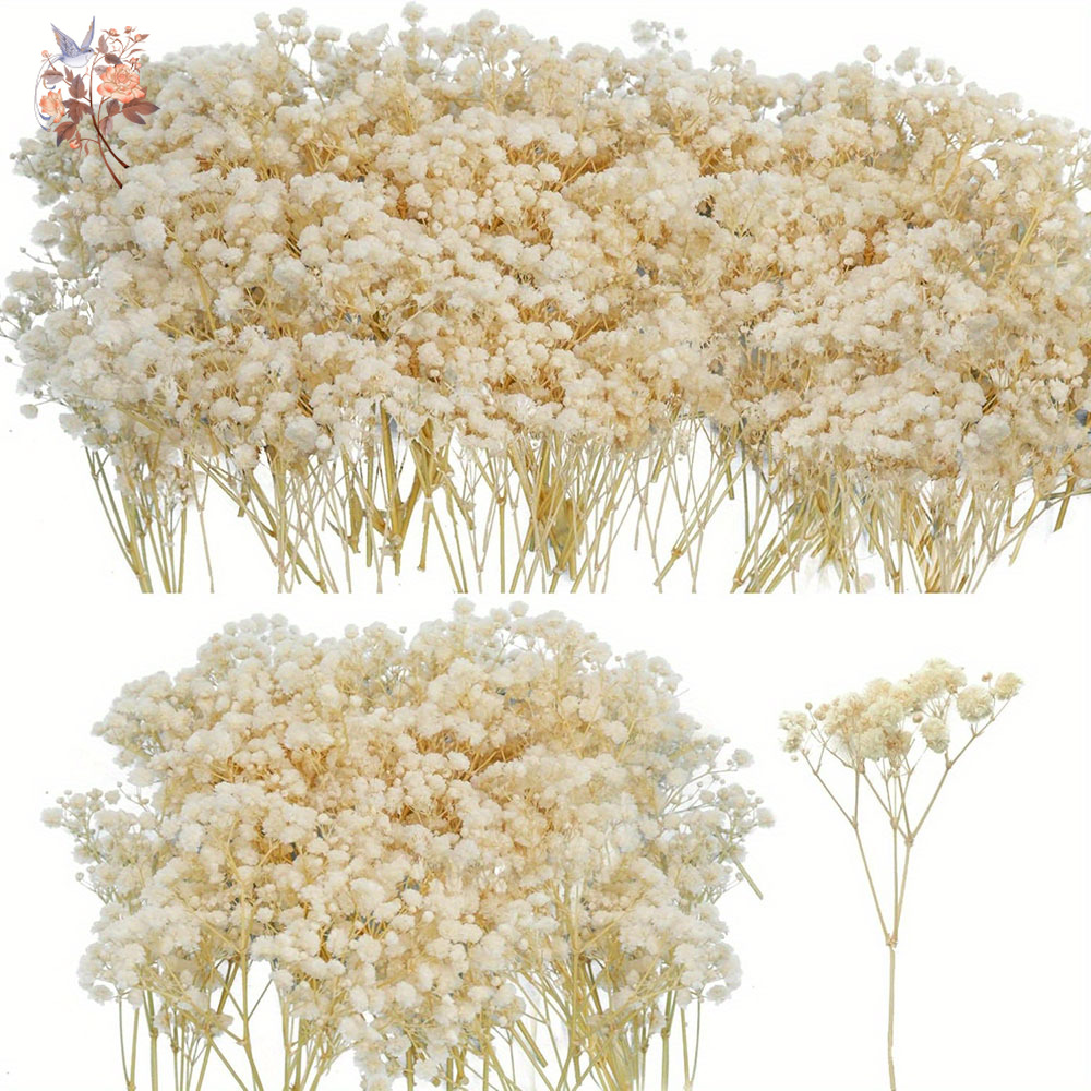 Mini flor de gypsophila seca,  - Candle Making Los Angeles avaliação e preço
